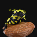 Gecko Heykel