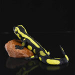 Gecko Heykel
