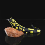 Gecko Heykel